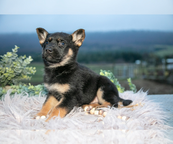 Medium Photo #3 German Shepherd Dog Puppy For Sale in REBERSBURG, PA, USA