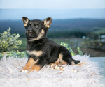 Small #2 German Shepherd Dog