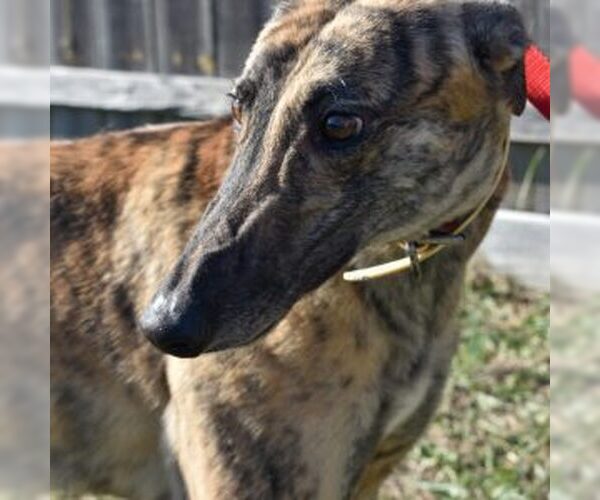 Medium Photo #1 Greyhound Puppy For Sale in Grandville, MI, USA