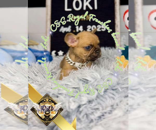 Medium Photo #5 French Bulldog Puppy For Sale in ATHENS, GA, USA