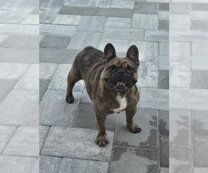 French Bulldog Puppy for sale in NORTH PORT, FL, USA