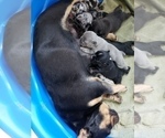 Small Photo #1 French Bulldog Puppy For Sale in LA VERGNE, TN, USA