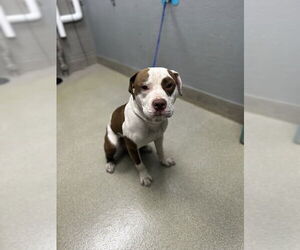 Mutt Dogs for adoption in Las Vegas, NV, USA