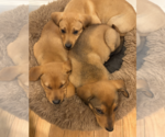 Small #3 Labrador Retriever Mix