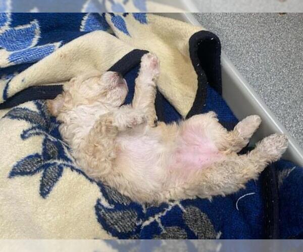Medium Photo #1 Poodle (Miniature) Puppy For Sale in Orange, CA, USA