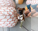 Small Boxer