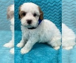 Small Photo #13 Cavapoo Puppy For Sale in BULLARD, TX, USA