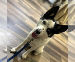 Huskies -Unknown Mix Dogs for adoption in Farmington, MN, USA