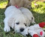 Small Photo #4 English Cream Golden Retriever Puppy For Sale in PORT SAINT LUCIE, FL, USA