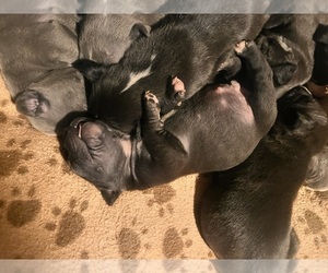 American Pit Bull Terrier Puppy for sale in TOLLESON, AZ, USA