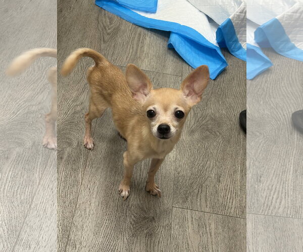 Medium Photo #1 Chihuahua Puppy For Sale in Alexandria, KY, USA