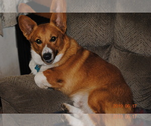 Father of the Pembroke Welsh Corgi puppies born on 03/29/2020