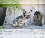 Small #6 French Bulldog