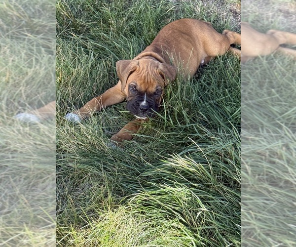 Medium Photo #1 Boxer Puppy For Sale in GREAT FALLS, MT, USA
