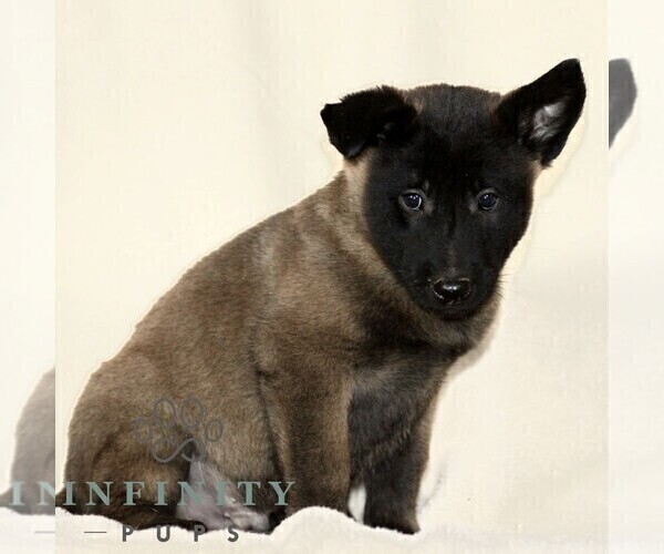 Medium Photo #1 Belgian Malinois Puppy For Sale in RONKS, PA, USA