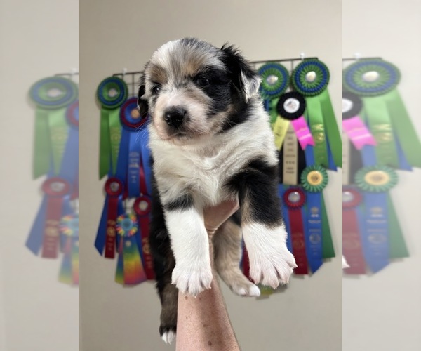 Medium Photo #4 Australian Shepherd Puppy For Sale in CIRCLEVILLE, KS, USA