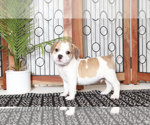 English Bulldog-Pug Mix Puppy for sale in NAPLES, FL, USA