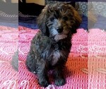 Small Photo #5 YorkiePoo Puppy For Sale in AMERICAN FORK, UT, USA