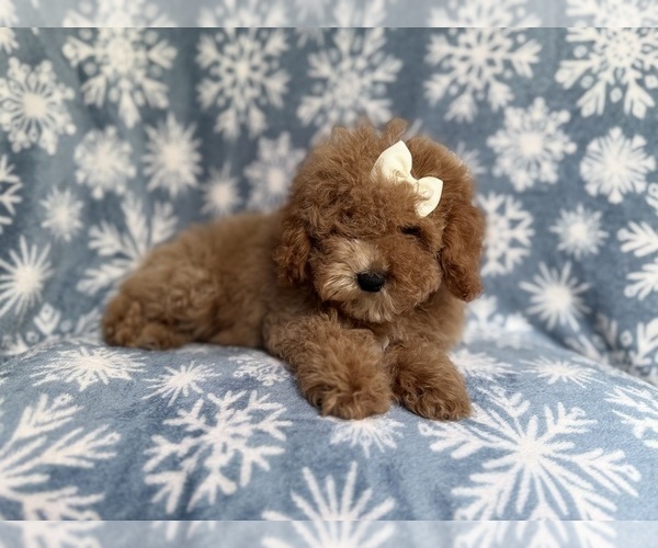 Medium Photo #2 Cock-A-Poo Puppy For Sale in LAKELAND, FL, USA