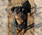 Small #3 Rottweiler