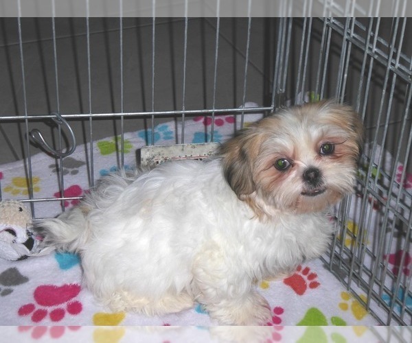 Medium Photo #14 Shih Tzu Puppy For Sale in ORO VALLEY, AZ, USA