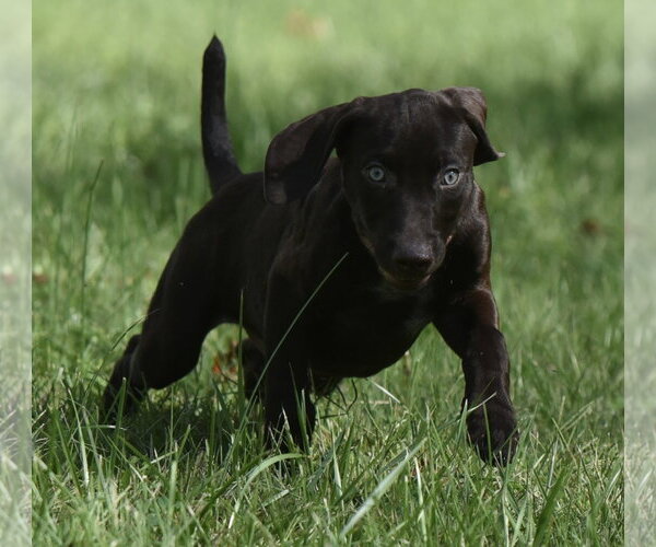 Medium Photo #8 Chocolate Labrador retriever-Pointer Mix Puppy For Sale in Mechanicsburg, PA, USA