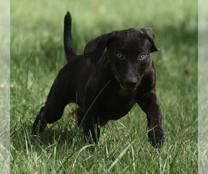 Fuzz - Male Chocolate Labrador retriever-Pointer Mix Dog for Adoption - Photo #8