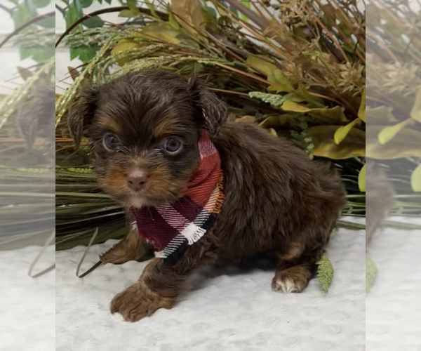 Medium Photo #16 Shorkie Tzu Puppy For Sale in SELLERSBURG, IN, USA