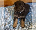 Small Photo #8 German Shepherd Dog Puppy For Sale in FAIR GROVE, MO, USA