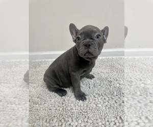 French Bulldog Puppy for sale in CHARLESTON, SC, USA