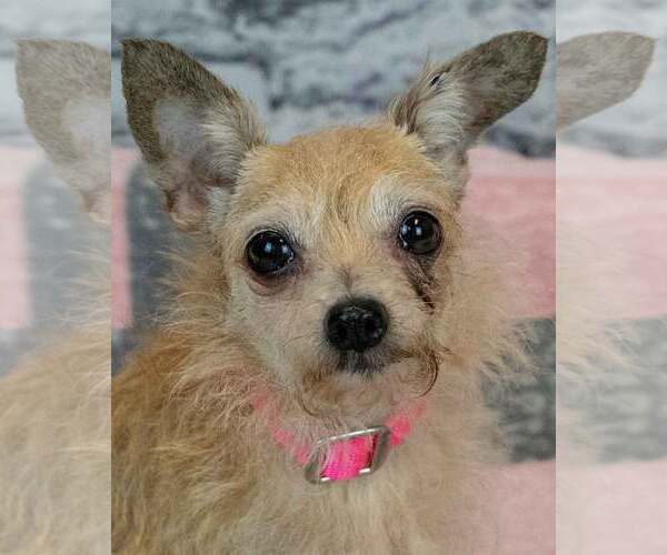Medium Photo #1 Chihuahua-Unknown Mix Puppy For Sale in Kennesaw, GA, USA