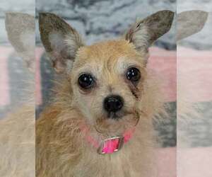 Chihuahua-Unknown Mix Dogs for adoption in Kennesaw, GA, USA
