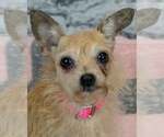 Small Chihuahua Mix