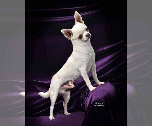 Medium Photo #1 Chihuahua Puppy For Sale in GROVE, OK, USA