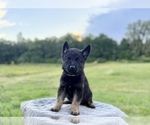 Small #8 German Shepherd Dog