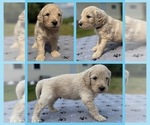 Puppy Justice Goldendoodle