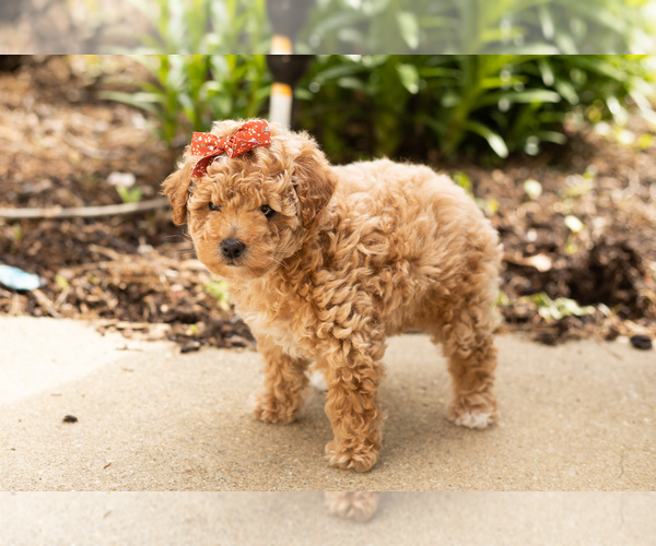 Medium Photo #3 Poodle (Miniature) Puppy For Sale in NAPPANEE, IN, USA