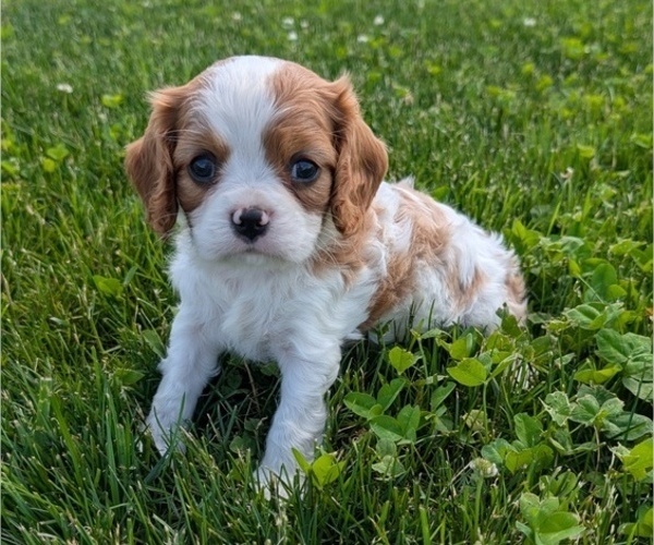 Medium Photo #61 Cavalier King Charles Spaniel Puppy For Sale in GOSHEN, IN, USA