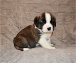 Small #37 Saint Bernard