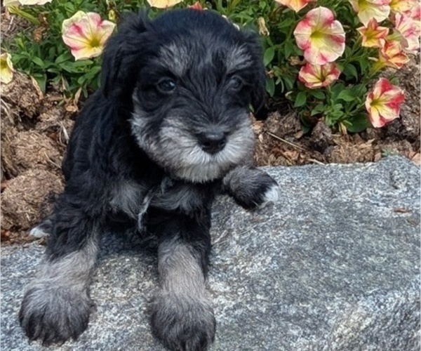 Medium Photo #31 Schnauzer (Miniature) Puppy For Sale in GOSHEN, IN, USA