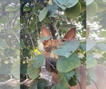 Small Mutt
