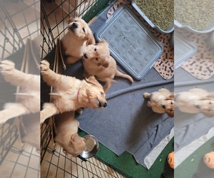Golden Retriever Puppy for Sale in DALLASTOWN, Pennsylvania USA
