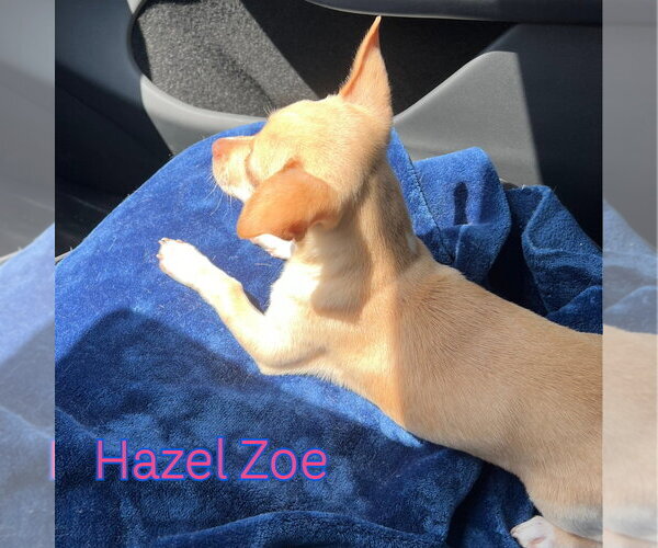 Medium Photo #3 Chiweenie Puppy For Sale in San Antonio, TX, USA