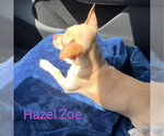 Small #2 Chiweenie