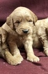 Small Photo #8 Goldendoodle (Miniature) Puppy For Sale in CONOWINGO, MD, USA