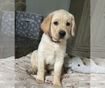 Small Photo #5 Labrador Retriever Puppy For Sale in LIBERTY, SC, USA