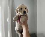 Small #6 Golden Retriever