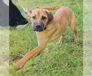 Labrador Retriever-Mountain Cur Mix Dogs for adoption in Wetumpka, AL, USA