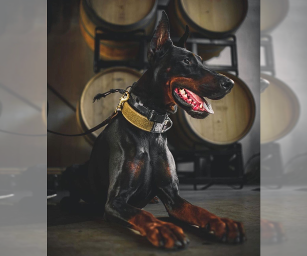 Medium Photo #49 Doberman Pinscher Puppy For Sale in FORT LAUDERDALE, FL, USA