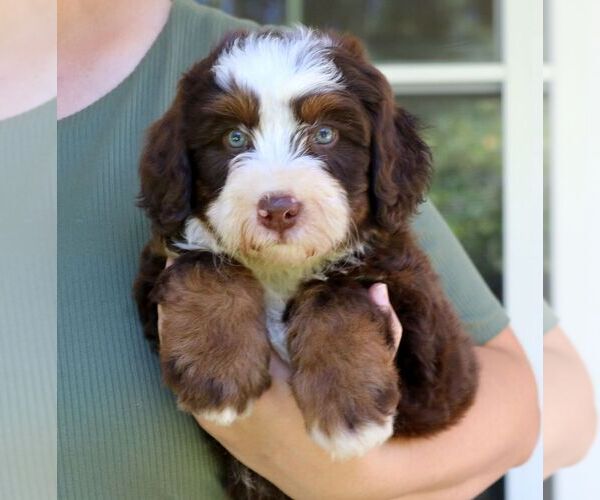 Medium Photo #4 Bernedoodle (Miniature) Puppy For Sale in LANCASTER, PA, USA
